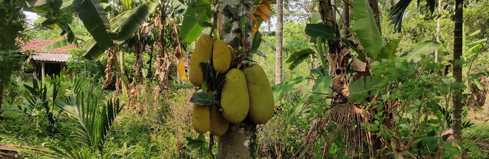 Jackfruit Wastage